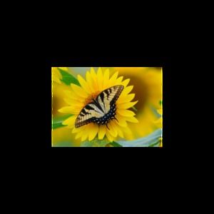 Meet your Posher, Wanda